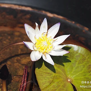 ムラサキシキブ（花）の写真