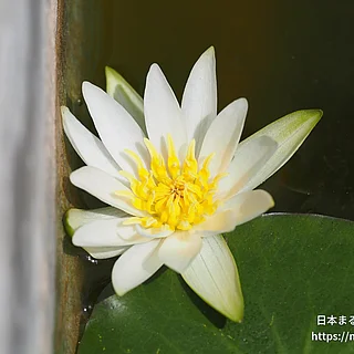 ヒツジグサ（花）の写真