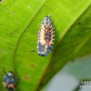 ナミテントウの写真