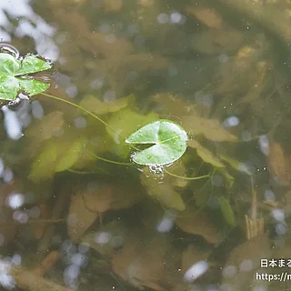 ヒツジグサの写真