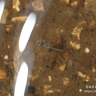 ミナミメダカの写真