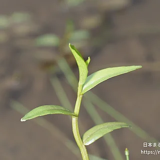 ミゾカクシの写真