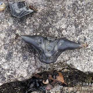 トウビシ（実・種子）の写真