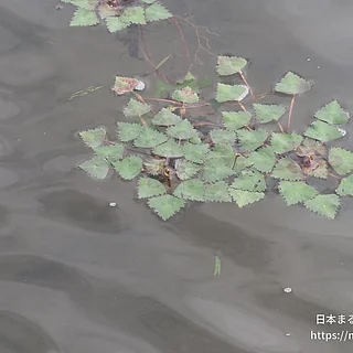 ヒシ属の写真