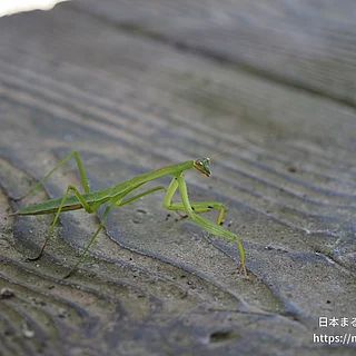 オオカマキリの写真
