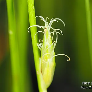 Schoenoplectiella属の写真