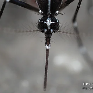 ヒトスジシマカの写真