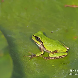 ヒガシニホンアマガエルの写真