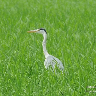 アオサギの写真