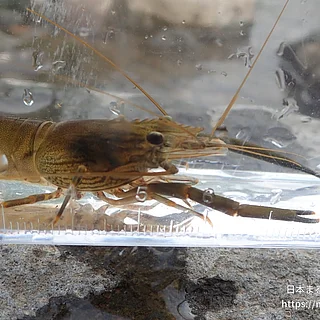 ヒラテテナガエビの写真