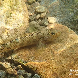 シマヨシノボリの写真