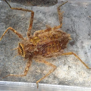 コヤマトンボの写真