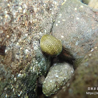 イシマキガイの写真