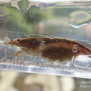 ヒメヌマエビの写真
