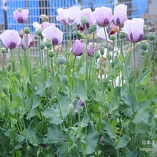 アツミゲシの写真