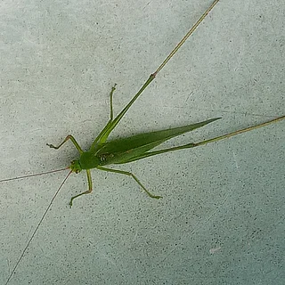 ツユムシの写真