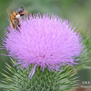 アメリカオニアザミ（花）の写真