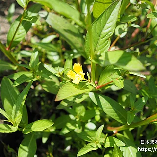 ヒレタゴボウの写真