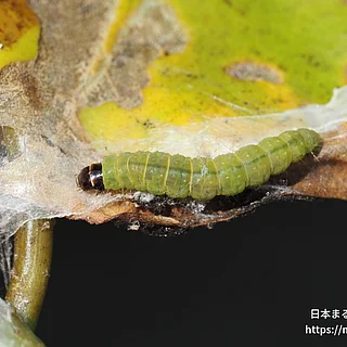 ヒナタハマキの写真