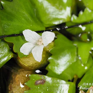 ヒメビシ（花）の写真