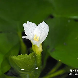 ヒシ（花）の写真