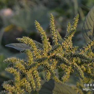 アオゲイトウ（花）の写真