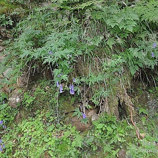 キタザワブシの写真