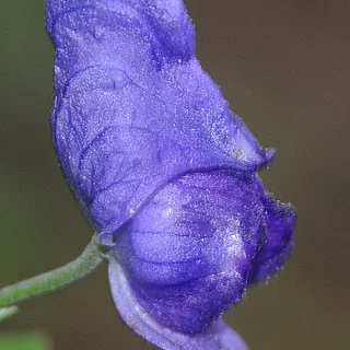 キタザワブシの写真