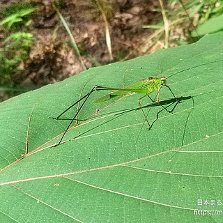アシグロツユムシの写真
