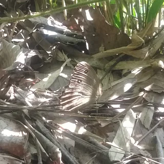ジャノメチョウの写真