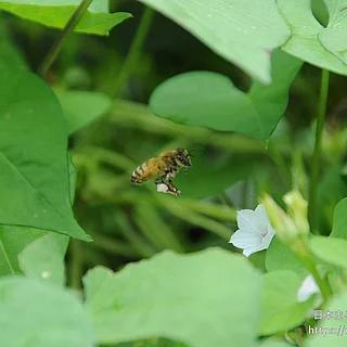 セイヨウミツバチの写真