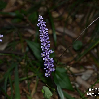 ヤブラン（花）の写真