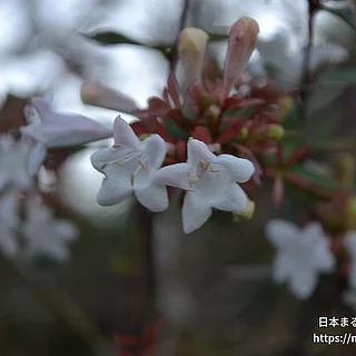 ハナツクバネウツギ（花）の写真