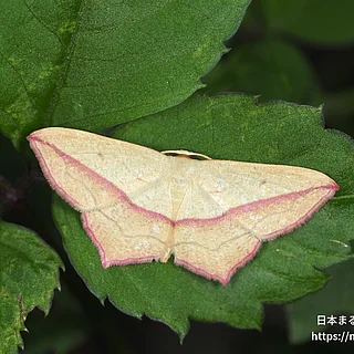 ベニスジヒメシャク（成虫）の写真