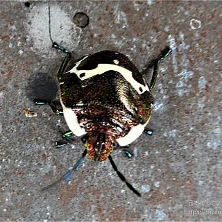 アカスジキンカメムシの写真
