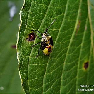 チャバネアオカメムシの写真