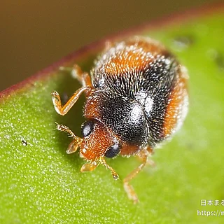 クロヘリヒメテントウの写真
