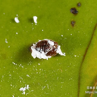 クロヘリヒメテントウの写真