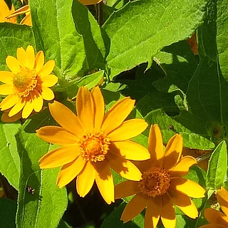 メランポジウム（花）の写真