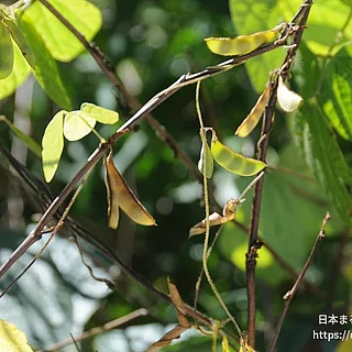 ヤブマメ属の写真