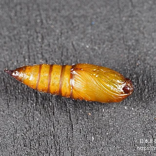 ヒナタハマキの写真
