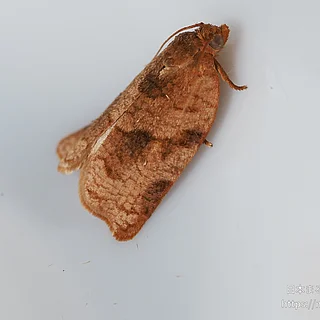ヒナタハマキの写真