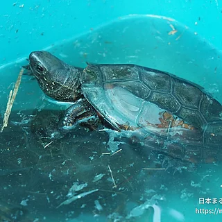 クサガメの写真