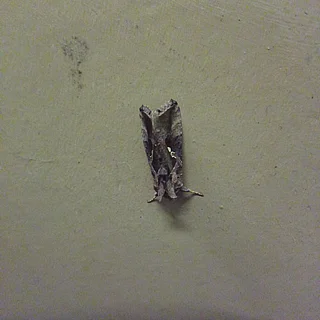 イラクサギンウワバの写真