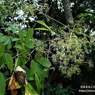 コシアブラの写真