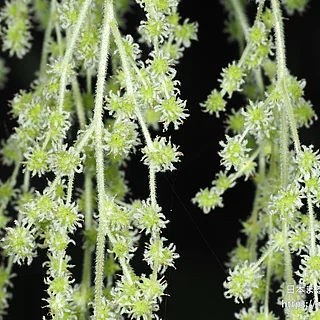 カラムシ（花）の写真