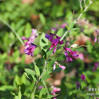ミヤギノハギ（花）の写真
