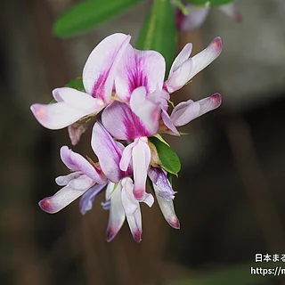 ハギ属（花）の写真