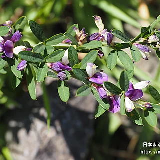 ハイメドハギ（花）の写真