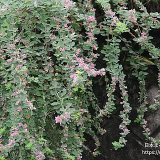 マルバハギの写真